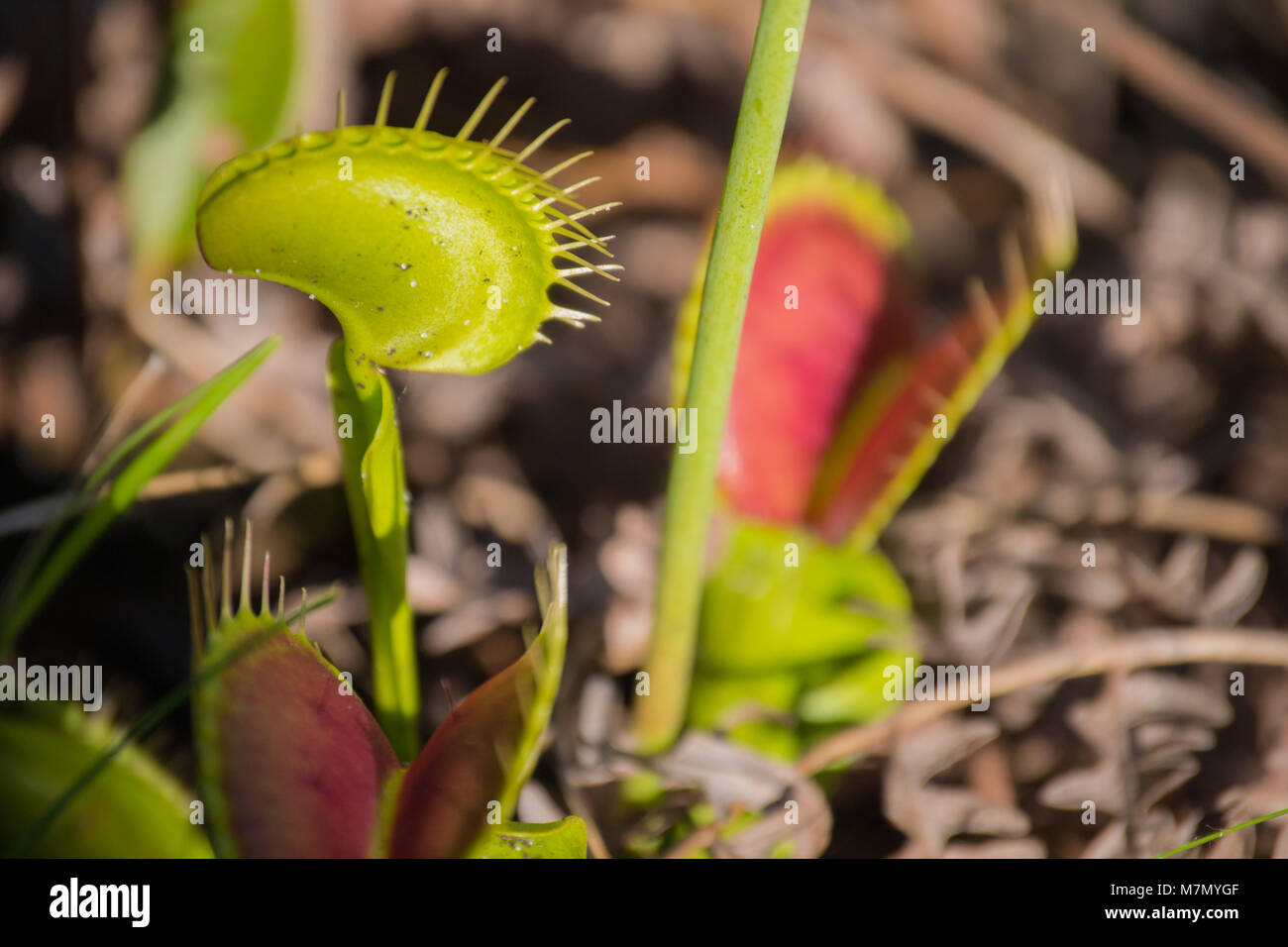 Fleischfressende Pflanze Becherblume Stockfotos Und Bilder Kaufen Alamy