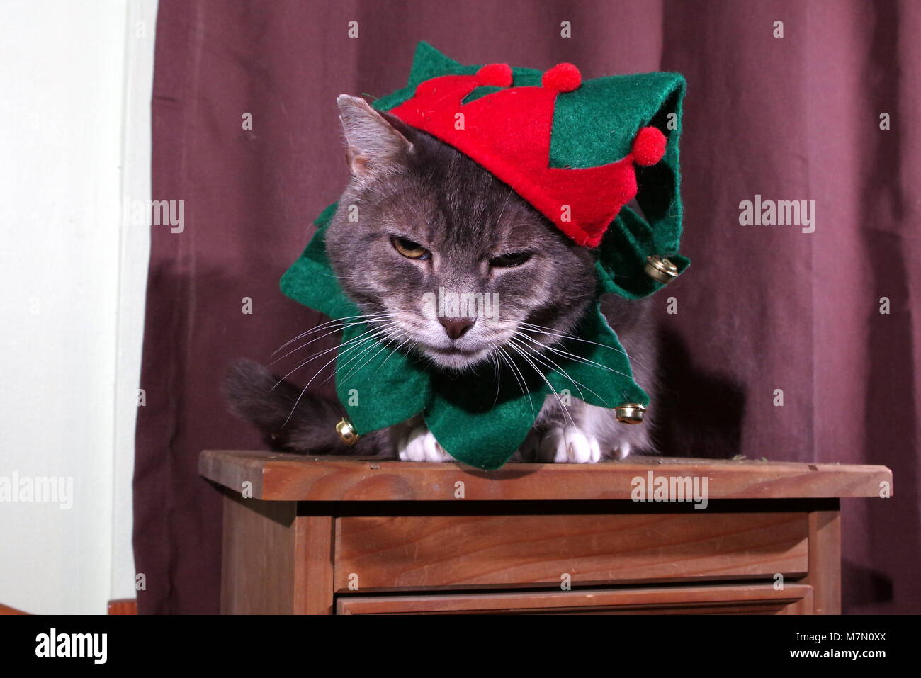 Tabby Katze in elf Kostüm Stockfoto