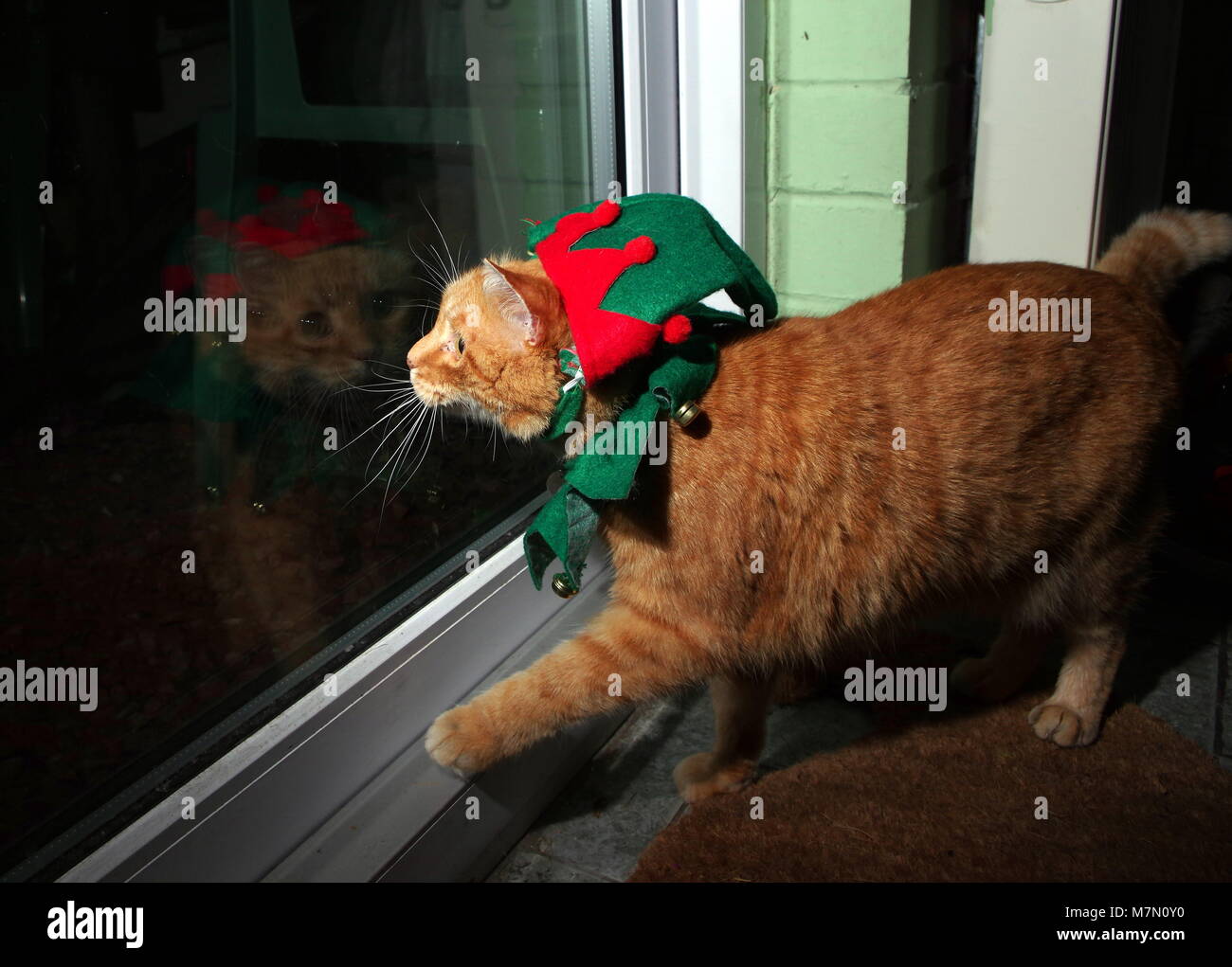 Ginger cat in elf Kostüm Stockfoto