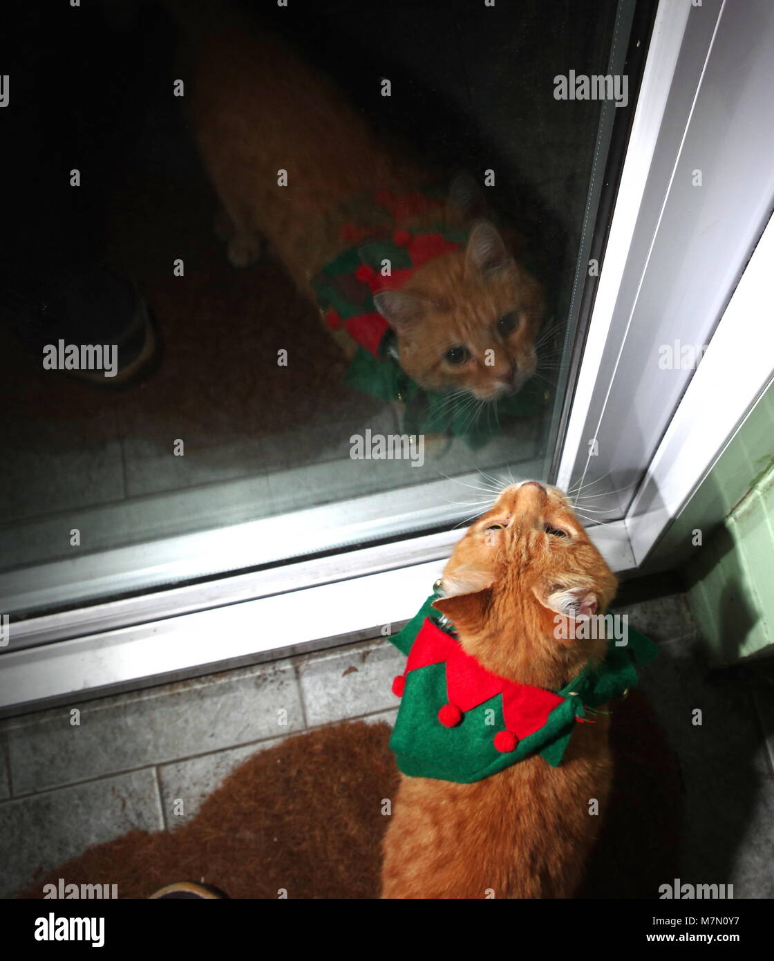 Ginger cat in elf Kostüm Stockfoto