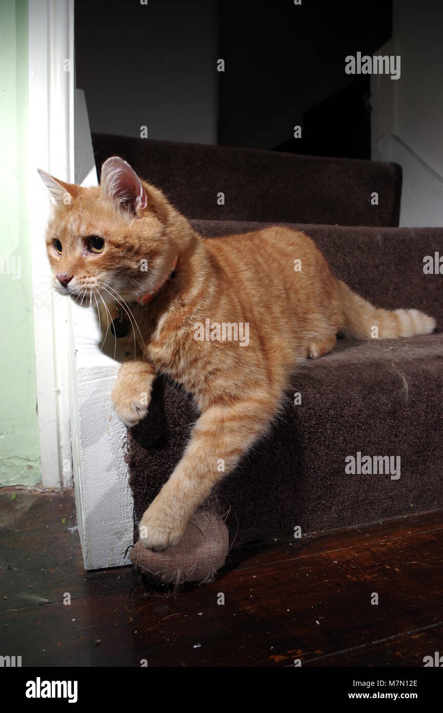 Ginger Cat spielt auf Treppen Stockfoto