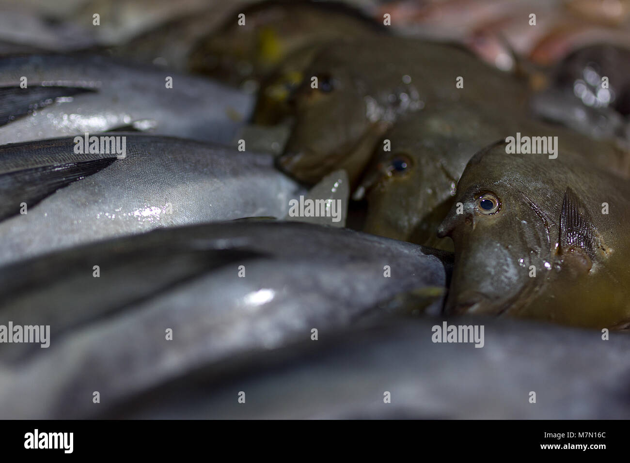 In der Nähe von frischem Fisch aus dem Südchinesischen Meer rund um die Inseln der Philippinen legte der Anzeige an einem Abend nassen Markt zum Verkauf. Stockfoto