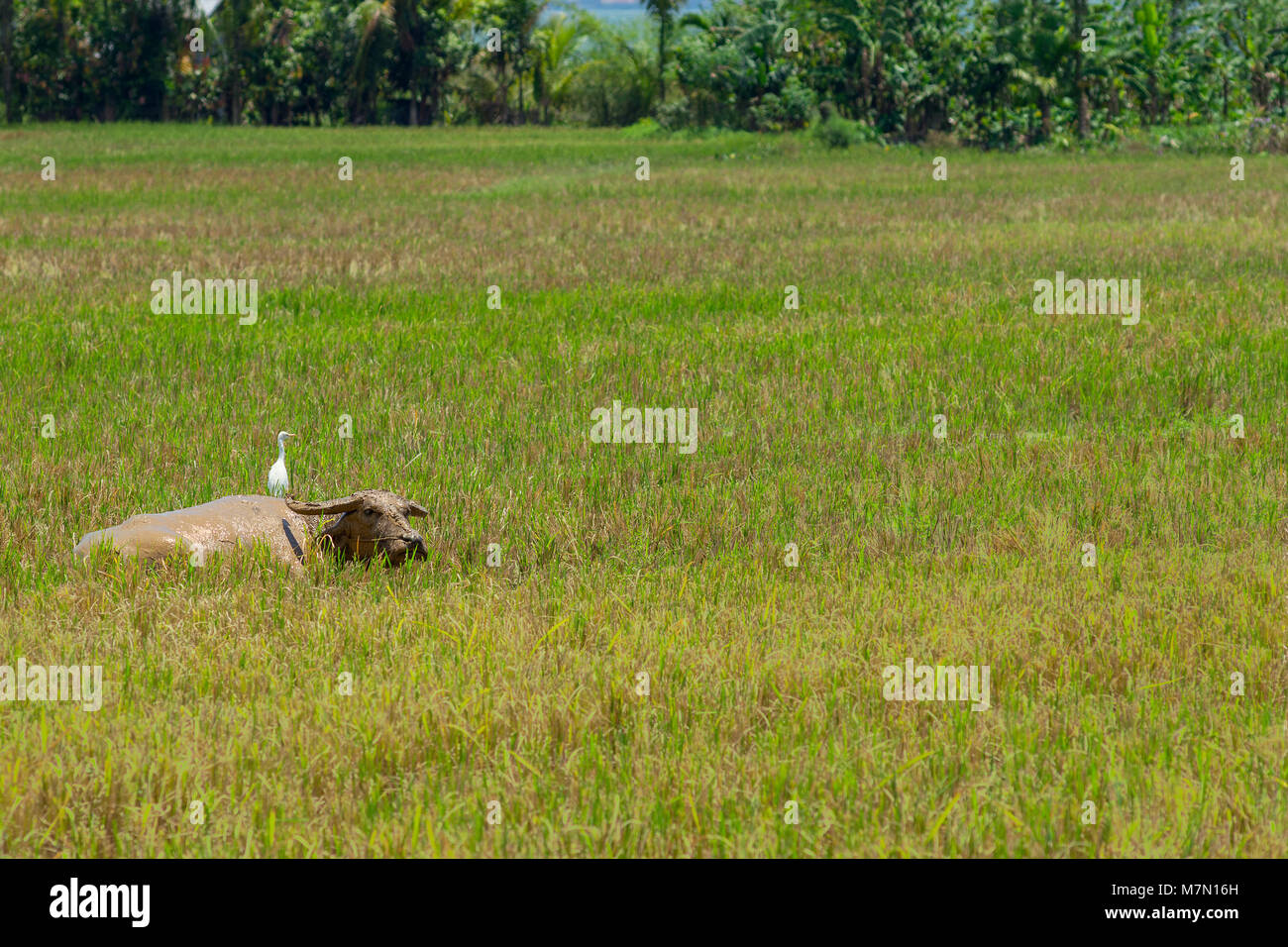 Ein schlammiges Wasser Büffel in einem Abgeernteten Reisfeldern legte mit seiner Lebensgefährtin eine snowy egret Vogel ruht auf dem Rücken. Stockfoto