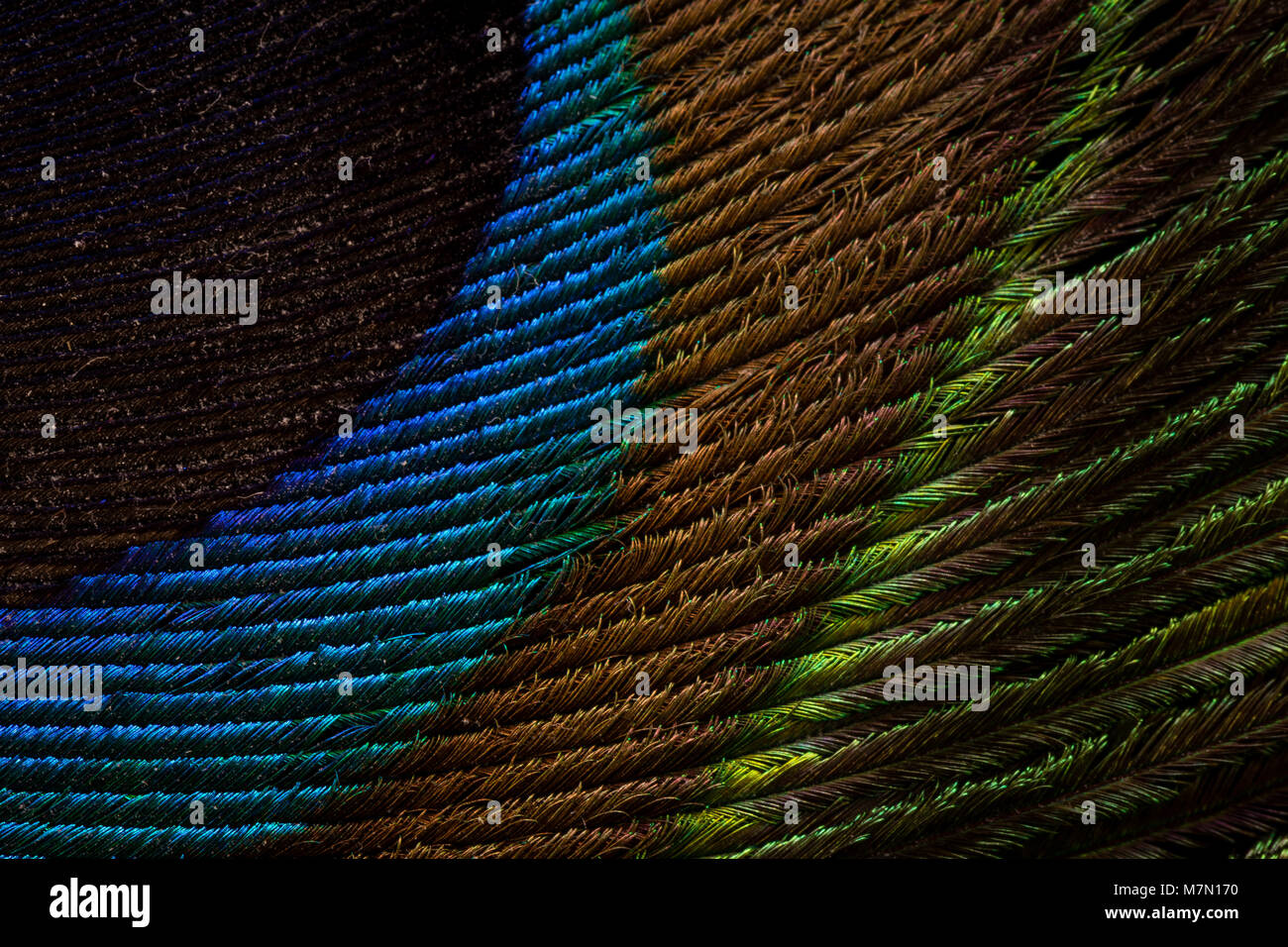Eine detaillierte Makro Nahaufnahme einer Pfauenfeder, die die einzelnen Stränge der Feder. Stockfoto