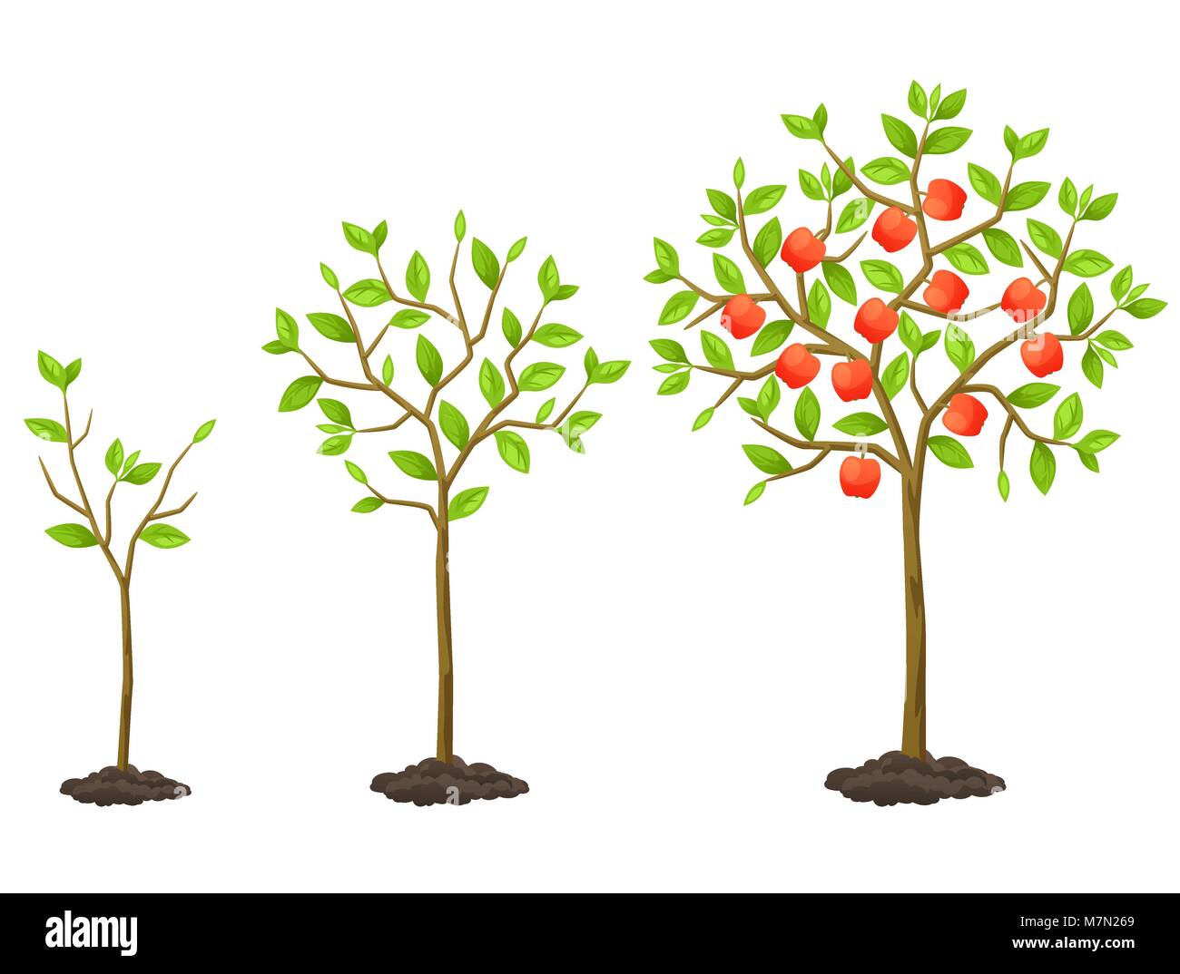 Wachstumszyklus vom Sämling zu Obstbaum. Abbildung für landwirtschaftliche Broschüren, Flyer Garten Stock Vektor