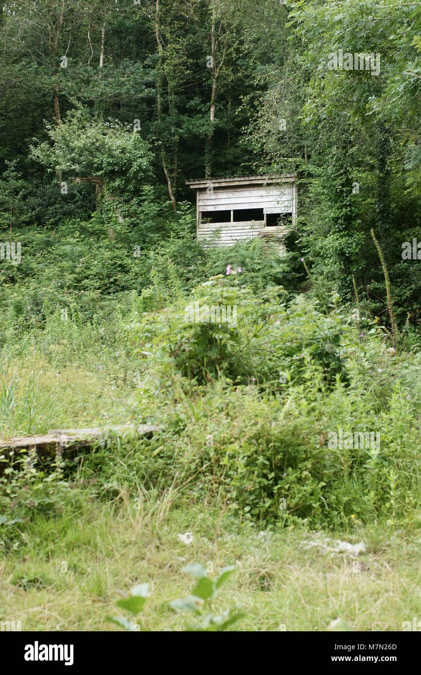 Bei Gelli Hir Holz Ausblenden Stockfoto