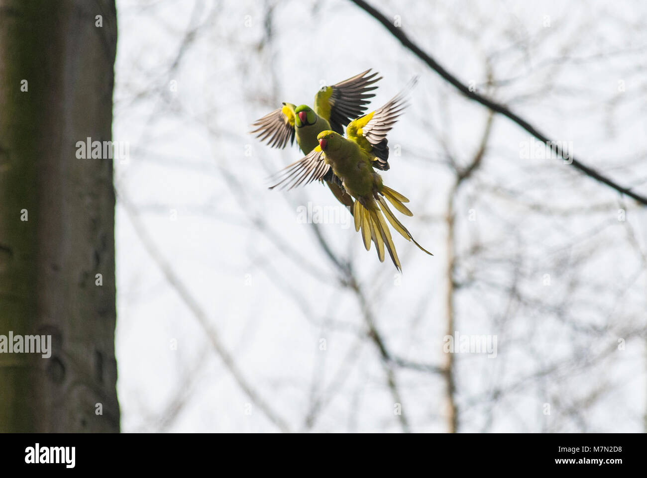 Paar rose-ringed Sittiche in Brüssel Park, entkam tropische Vögel viele Städte in Europa kolonisierten Stockfoto