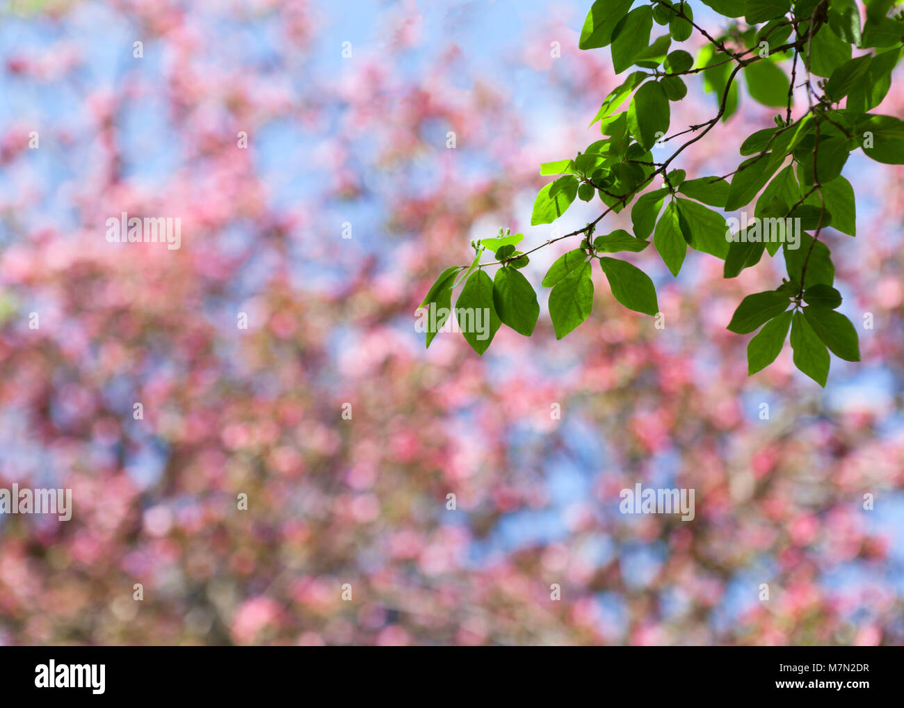 Feder blur Hintergrund mit grünen Zweig Stockfoto