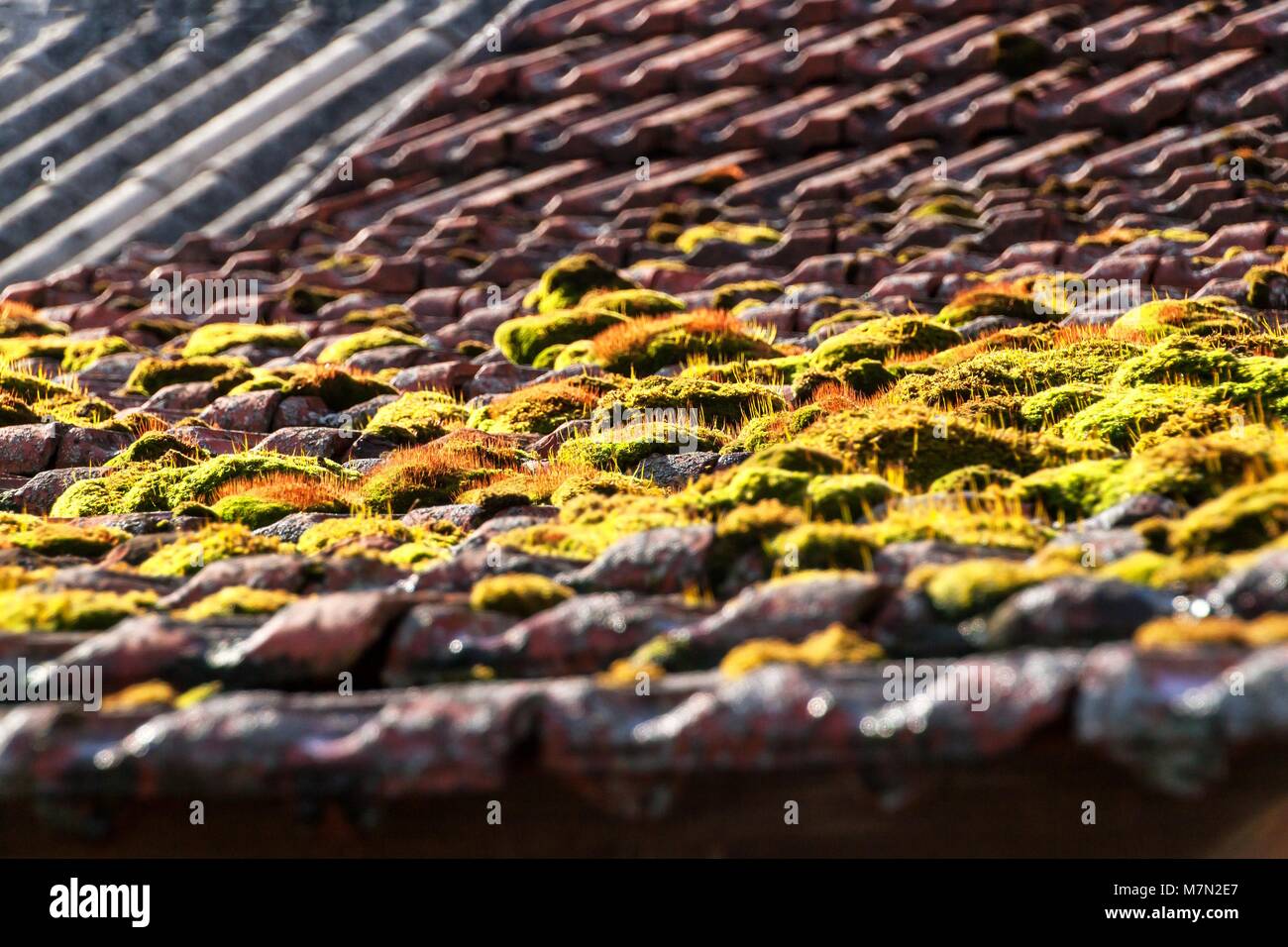 Moss auf dem alten Dach. Dachziegel mit Moos bewachsen. Das Moos auf dem Dach Stockfotografie