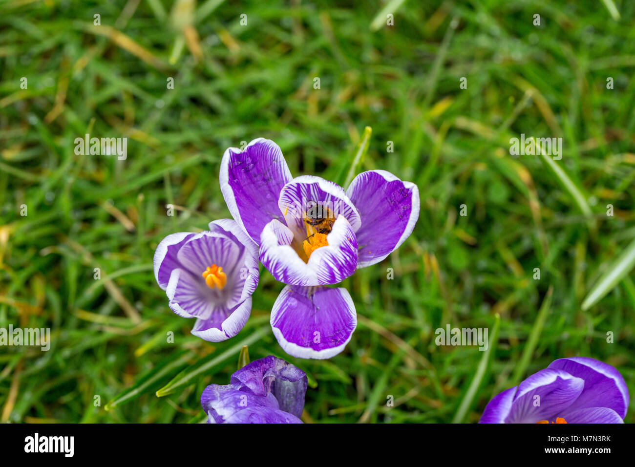 Eine Biene bestäubt eine blühende Gestreifte Pickwick Crocus Blume. England, UK Crocus Blumen als Bote des Frühlings. Stockfoto