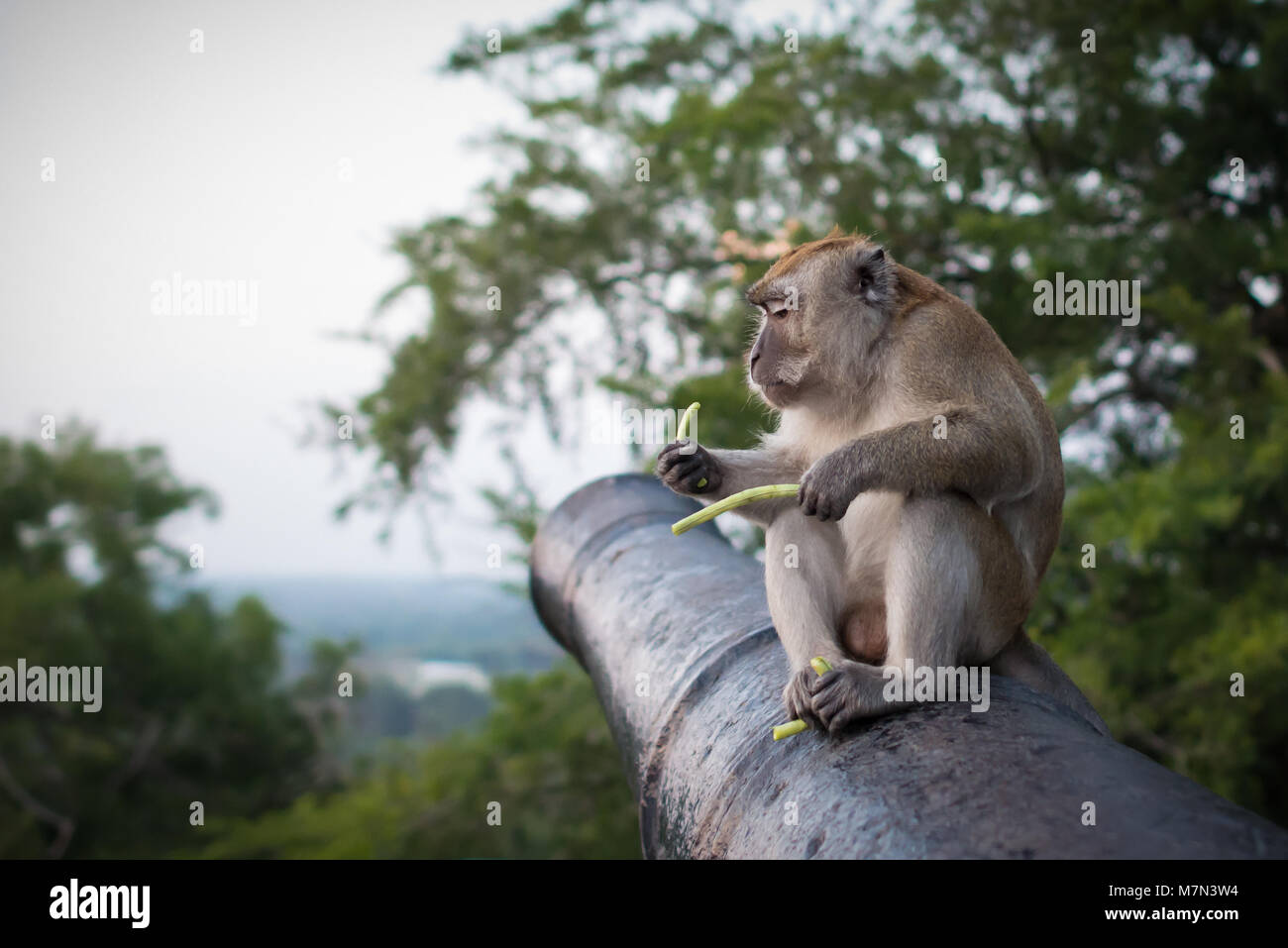 Lustige Affe sitzt auf der Kanone in National Park und hält grüne Sprossen. Ernsthafte simian Essen in der Nähe von Bäumen und Pflanzen in der Natur Hintergrund Stockfoto