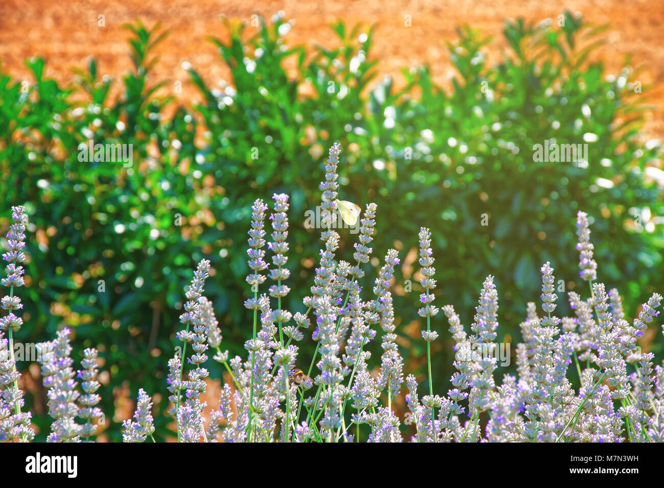 Lavendel im Innenhof in einem Schweizer Dorf in Yverdon-Les-Bains im Distrikt Jura-Nord Vaudois in Kanton Waadt, Schweiz. Stockfoto