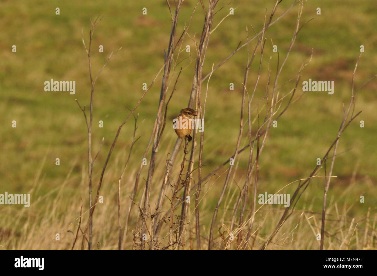 Europäischer Stonechat (Saxicola rubicola) auf einem beweglichen Zweig, aufgenommen im Elmley Nature Reserve, Kent. Stockfoto