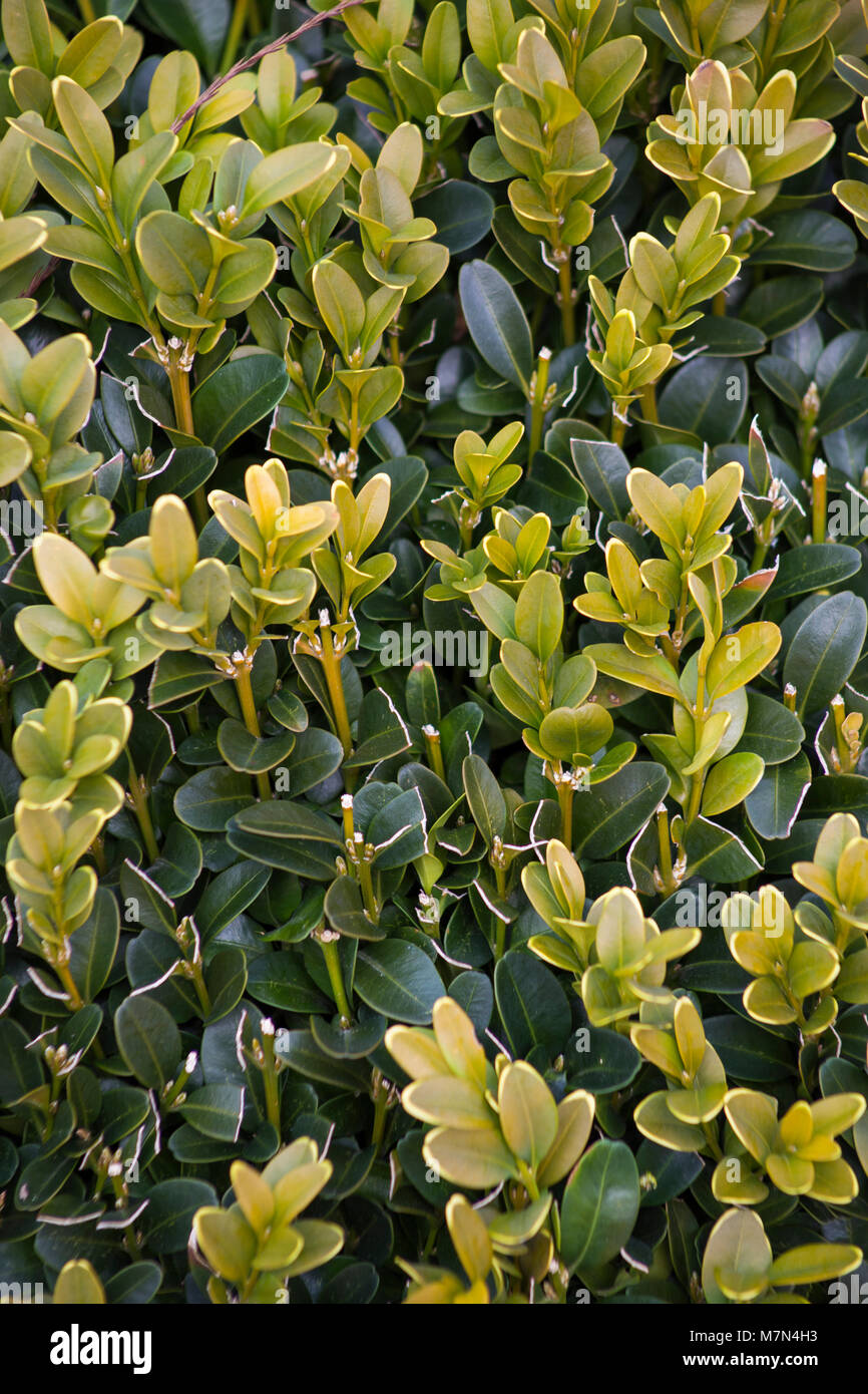 Die buxus sempervirens uffruticosa' Stockfoto