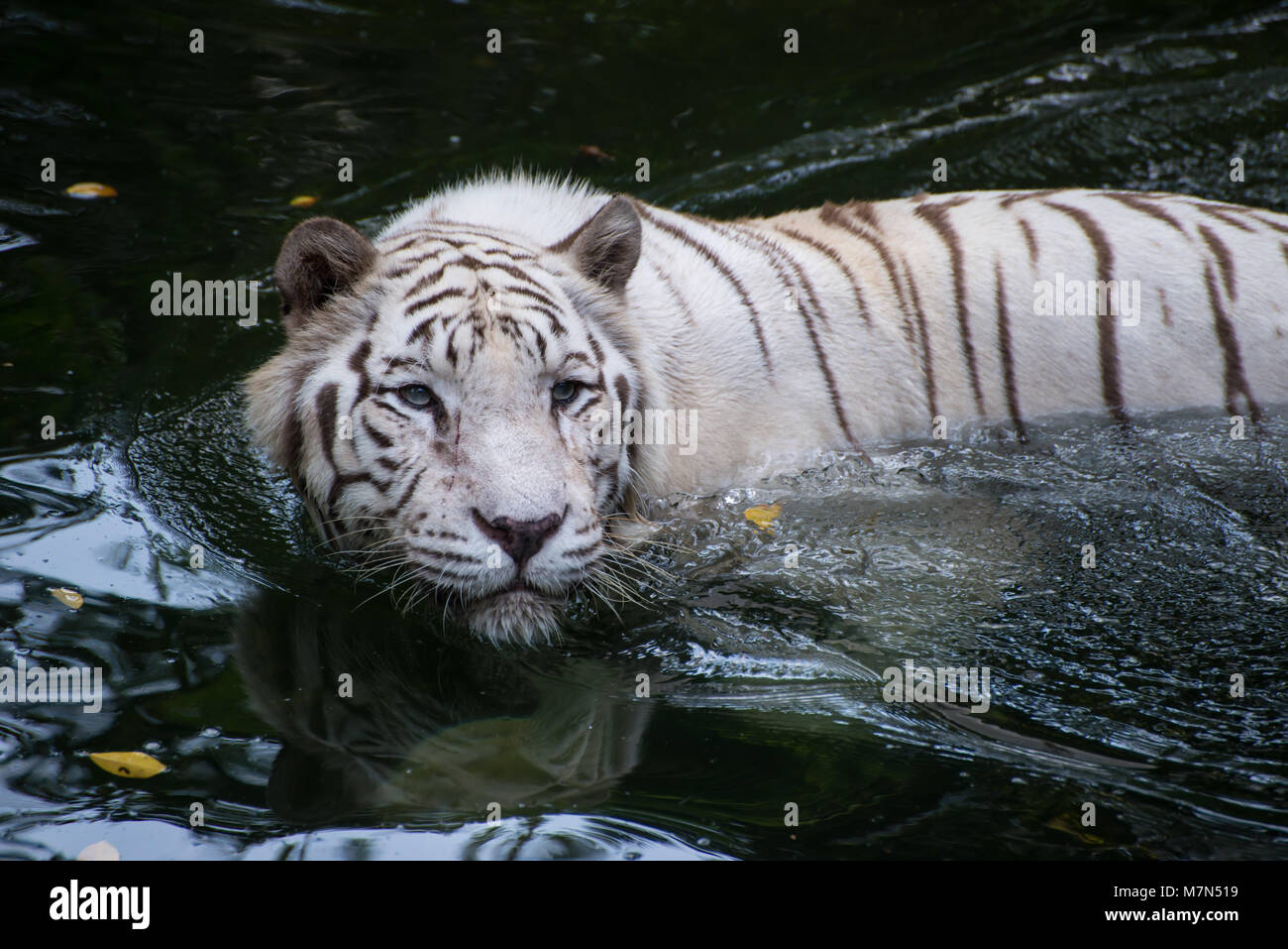 White Bengal Tiger ist die Jagd im Freien. Hungrige Räuber versteckt sich in den Fluss und bereit zum Angriff. Stockfoto