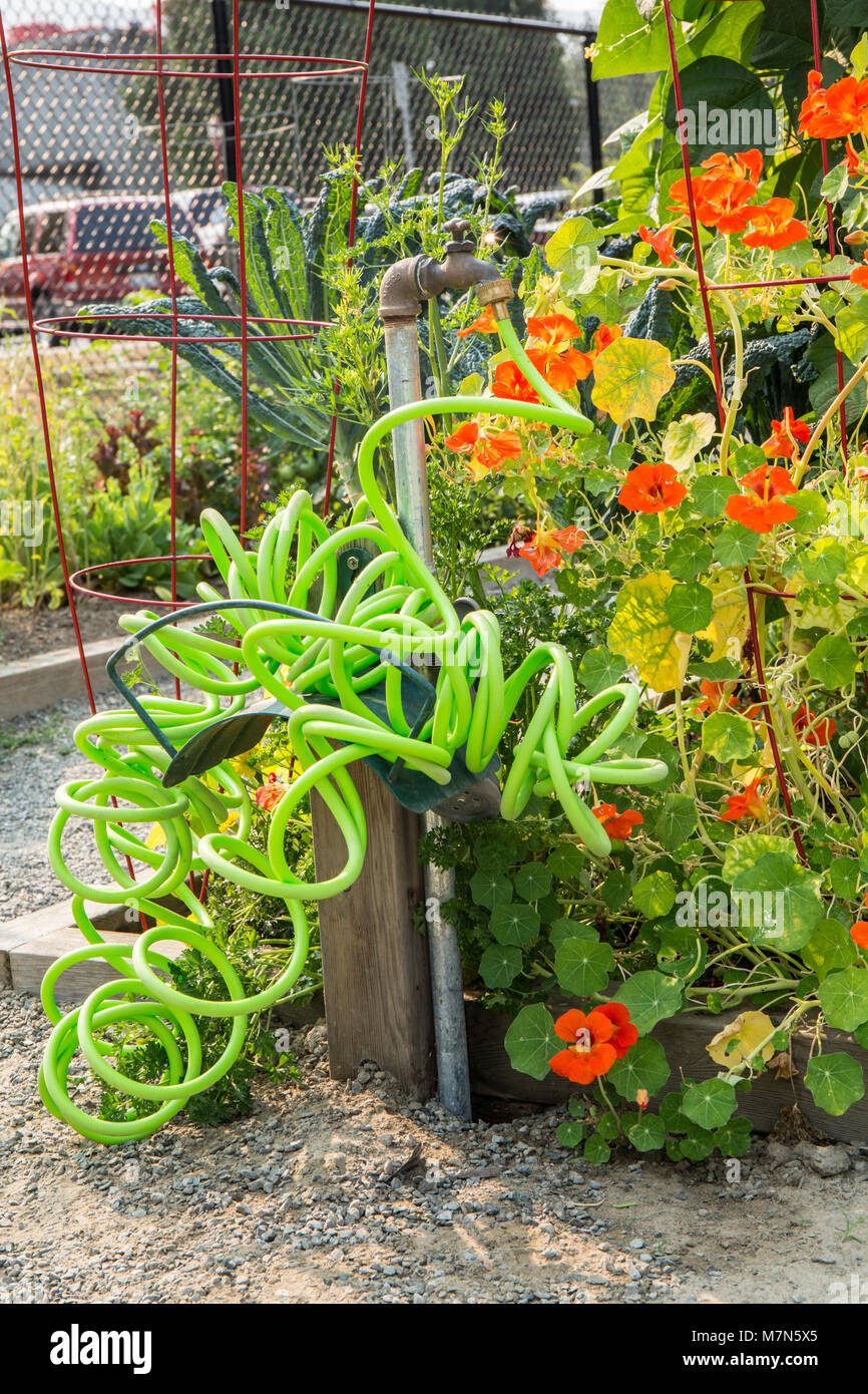 Nasturtiums wächst in einer Gemeinschaft Garten neben einem bunten gewellt Gartenschlauch Stockfoto