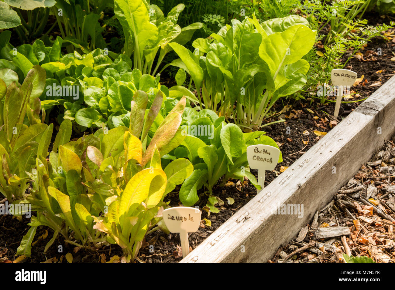 Rucola, Salat Buttercrunch, Collard Greens und Karotten in einer angehobenen Bett Garten wachsen. Stockfoto