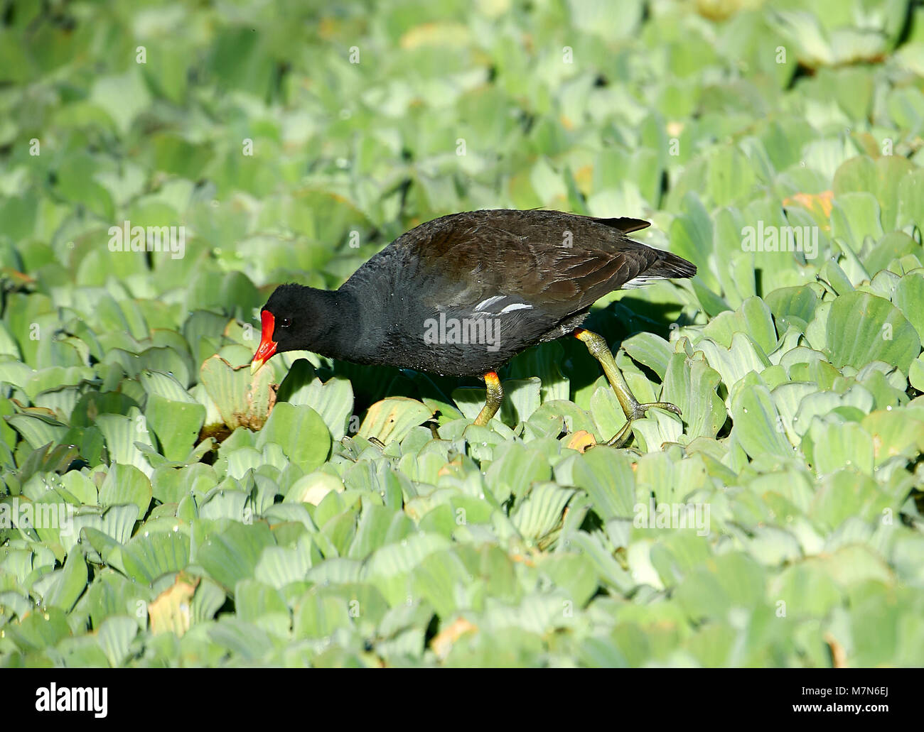 (Common Gallinule Gallinula galeata) auf der Suche nach Nahrung unter Wasser-hyazinthe, der Lago de Chapala, Jocotopec, Jalisco, Mexiko Stockfoto