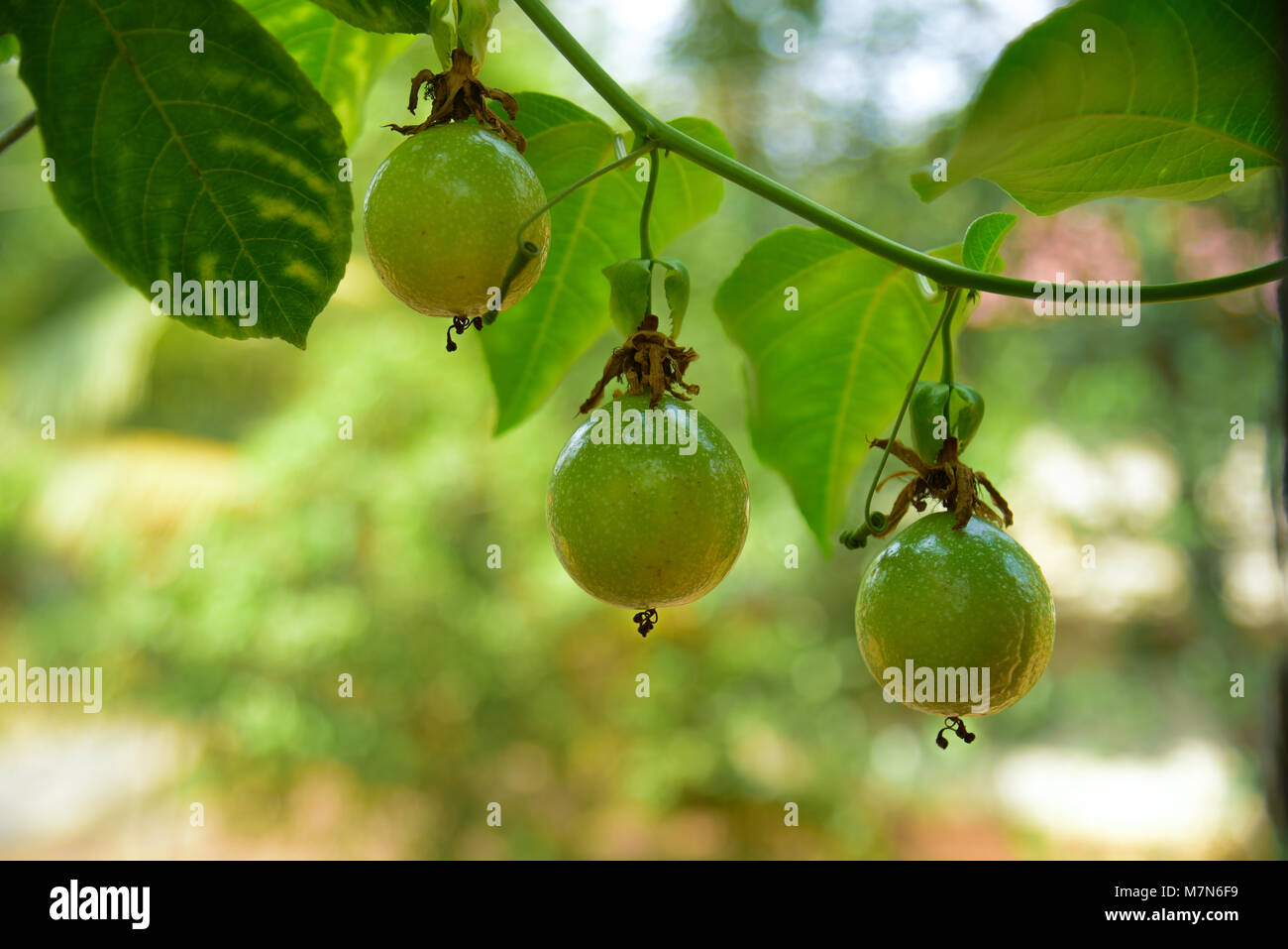 Kerala Früchte Stockfoto