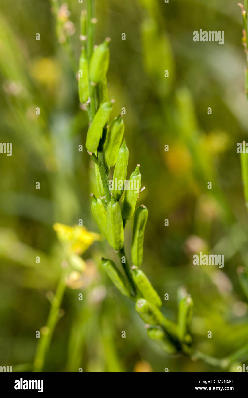 Schwarzer Senf (Brassica nigra) Svartsenap Stockfoto
