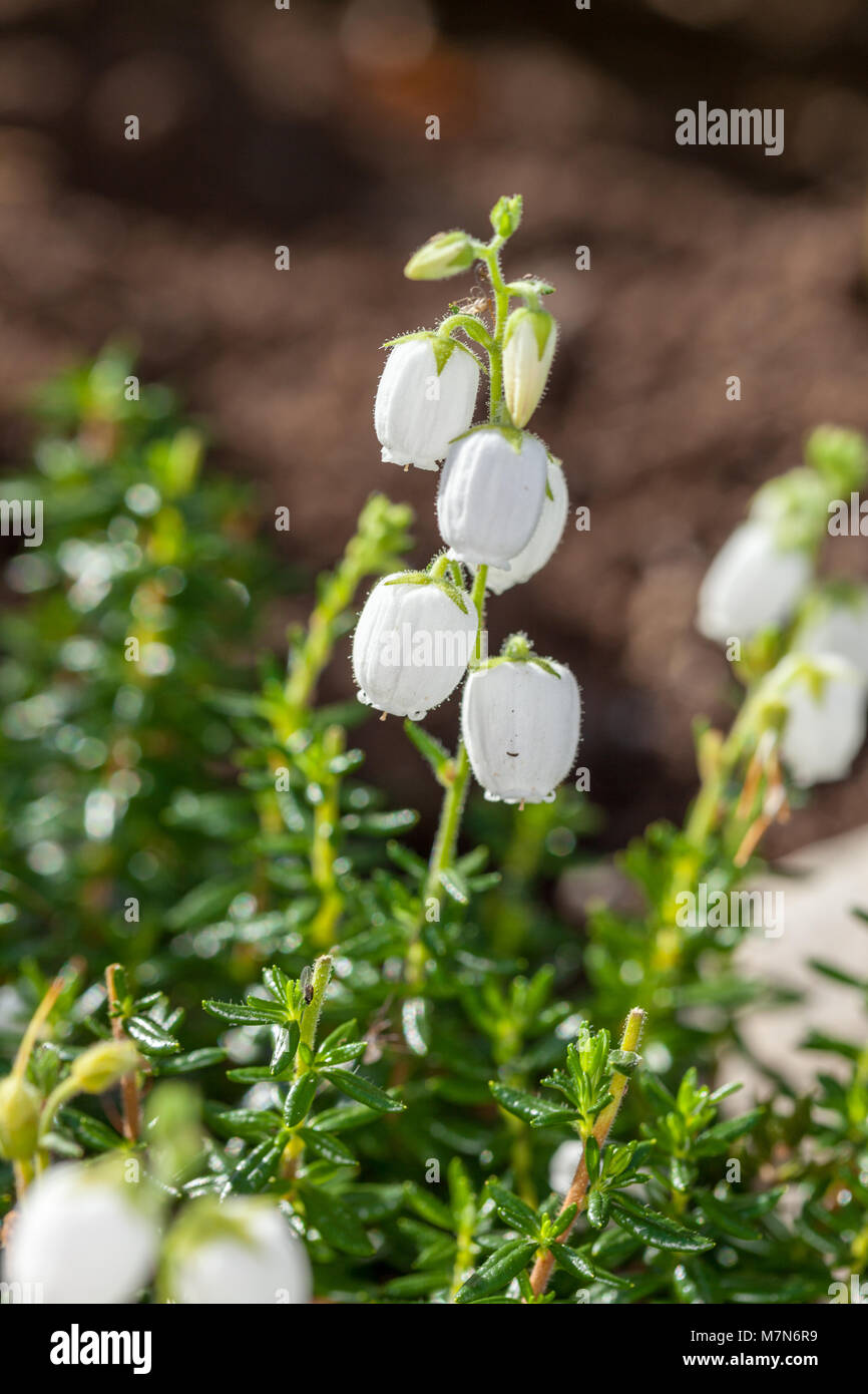 Der ilverwells 'Bell Heather, Skotsk ljung (Daboecia scotica) x Stockfoto