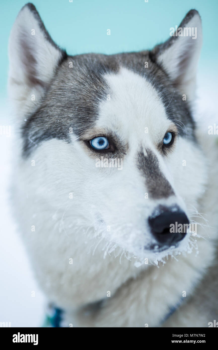 Closeup Portrait von Sibirischen Husky Hund mit blauen Augen Stockfoto