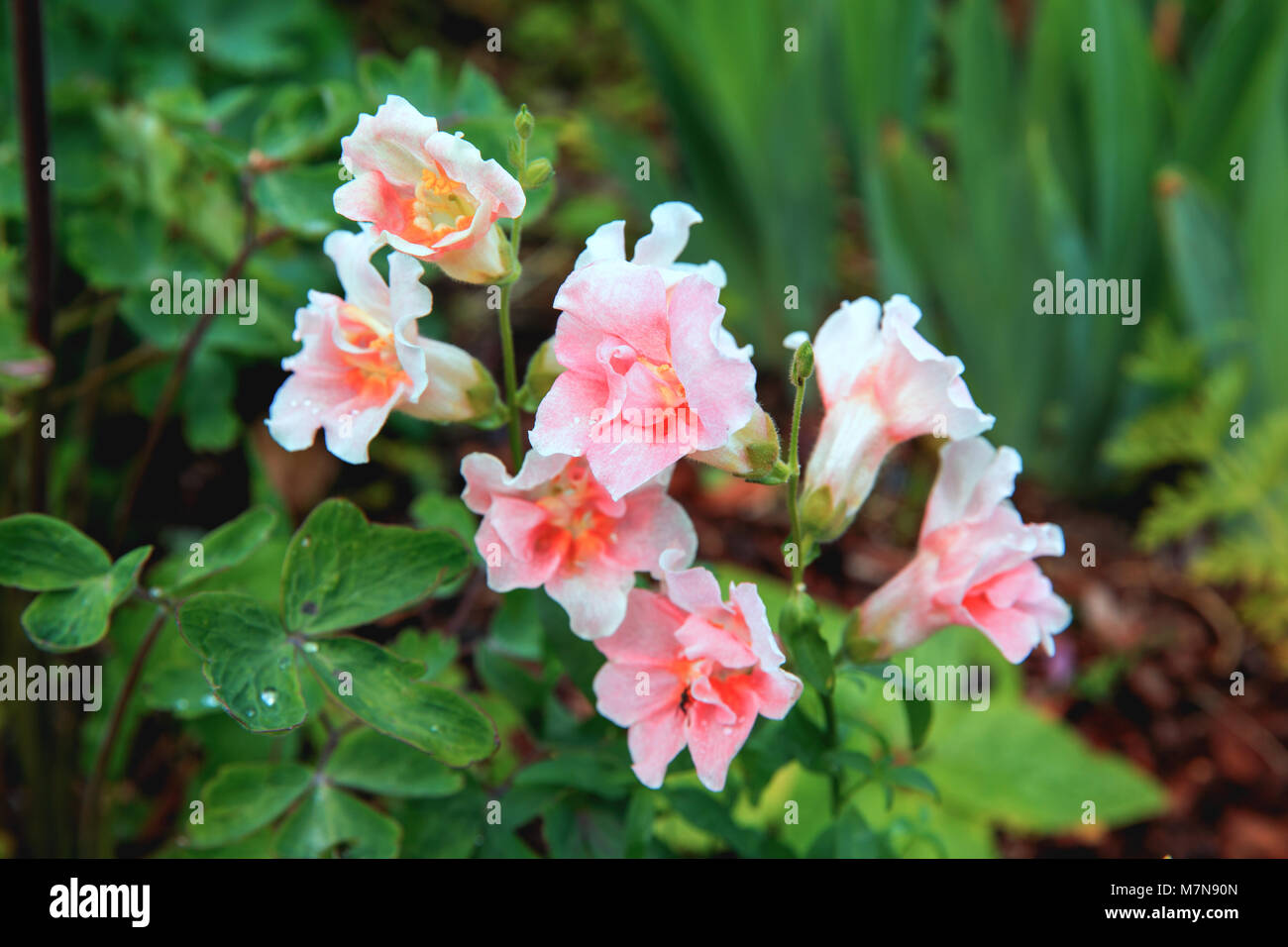 Weiß Rosa Snapdragon oder Antirrhinum majus. Close up Snap dragon Blume im Garten als farbigen Hintergrund oder Karte. Schönen Frühling Snapdragons Werk fließen Stockfoto