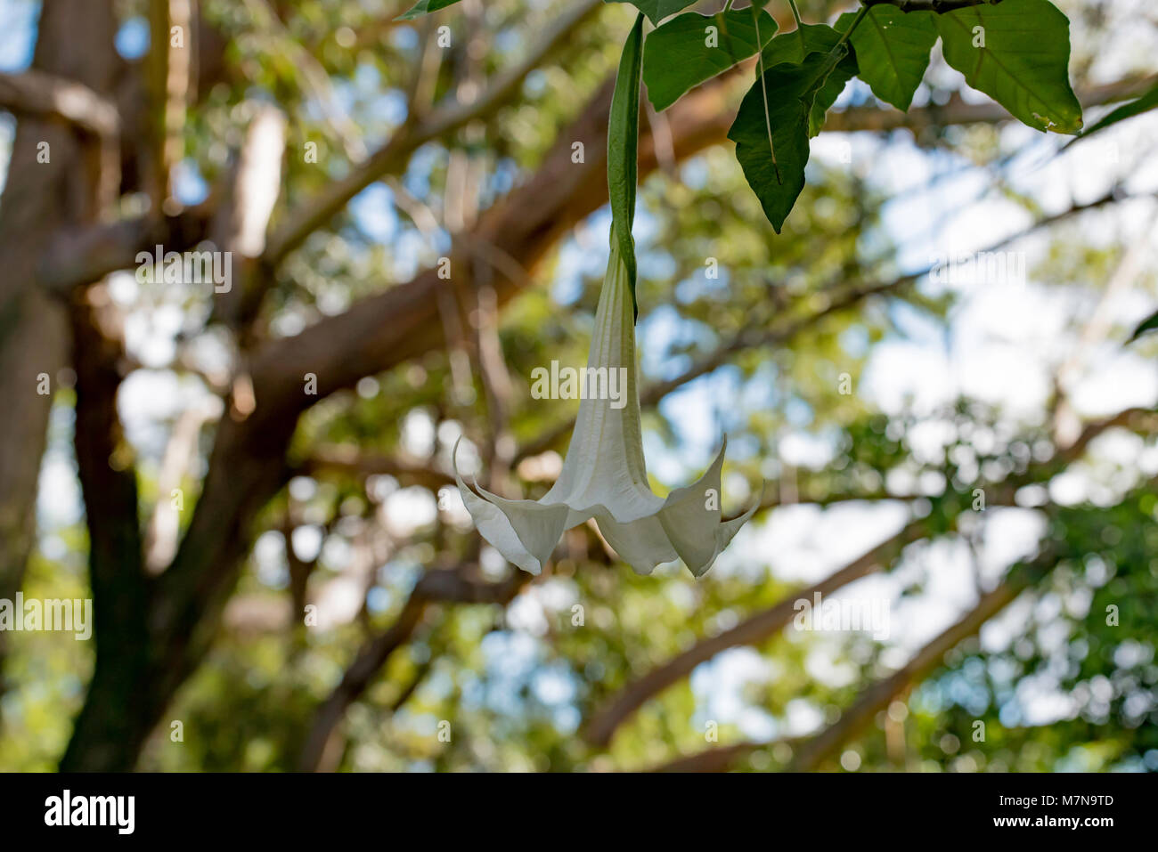 Eine Brugmansia oder Angel's trumpet Strauch oder Baum. Die ursprünglich aus Südamerika, sie sind in anderen Ländern, einschließlich Australien Stockfoto