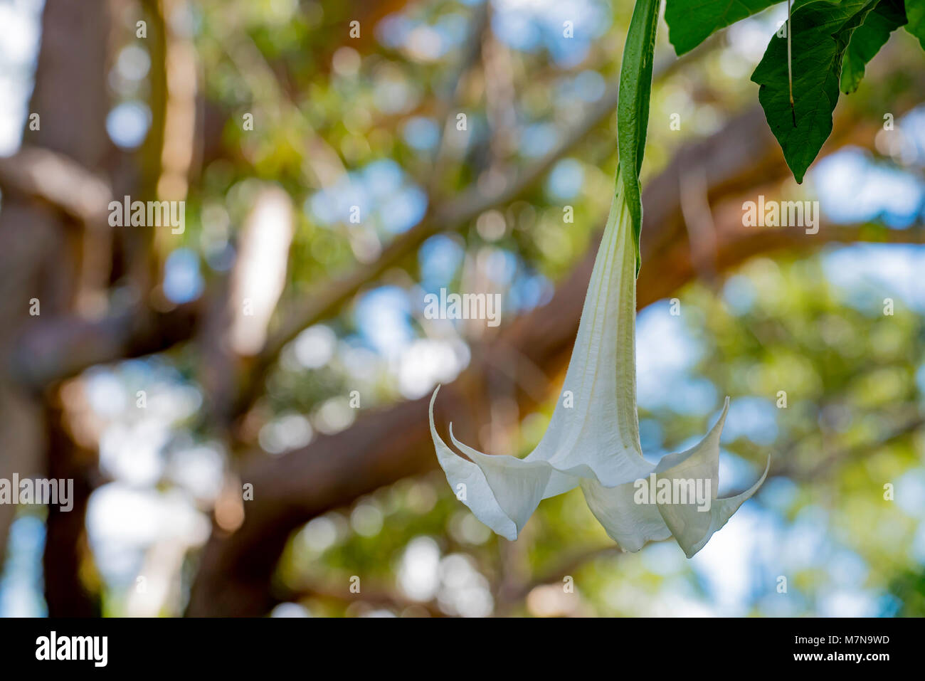 Eine Brugmansia oder Angel's trumpet Strauch oder Baum. Die ursprünglich aus Südamerika, sie sind in anderen Ländern, einschließlich Australien Stockfoto