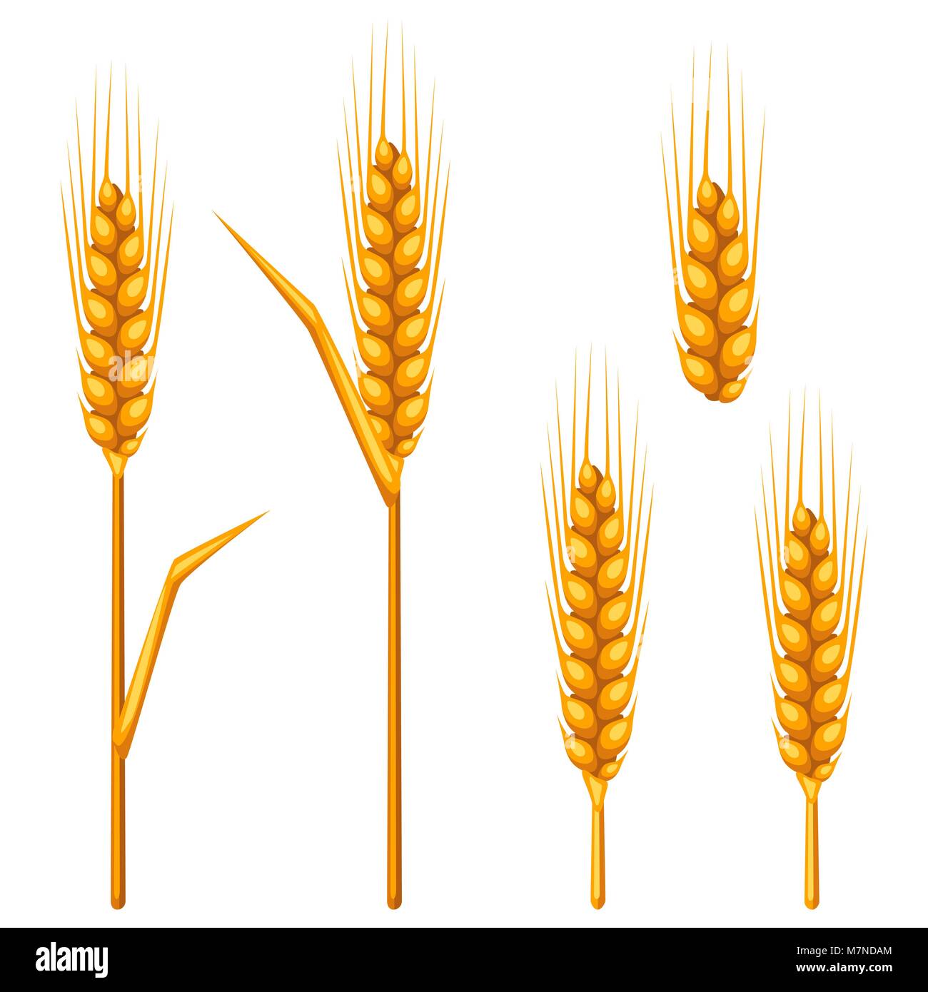 Ohren von Weizen, Gerste oder Roggen. Landwirtschaftliche Bild für die Dekoration Brot Verpackung, Bier Etiketten, Broschüren und Werbung Broschüren Stock Vektor
