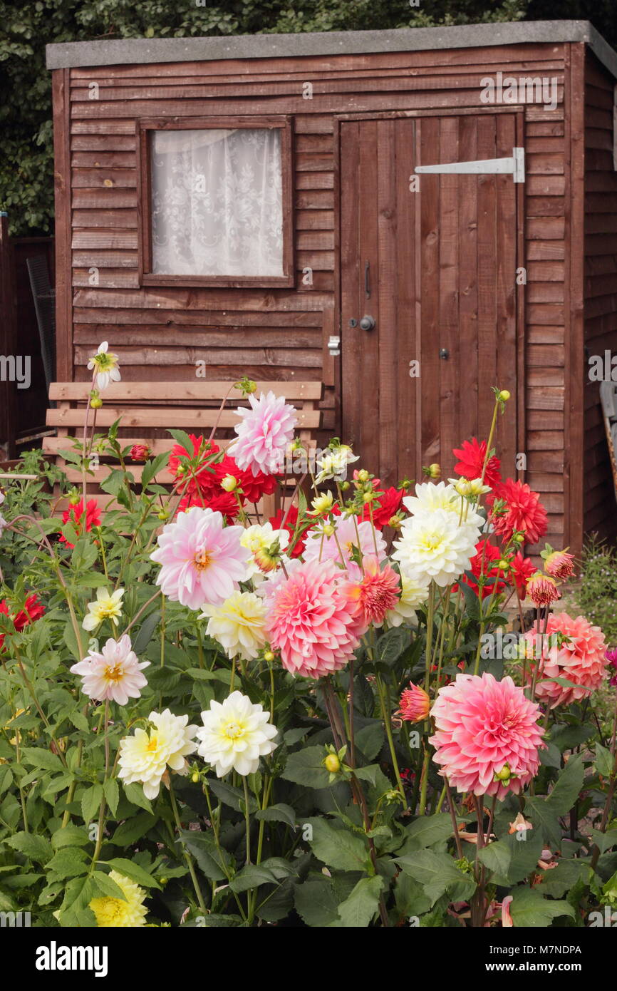 Schuppen und Dahlie Blumen auf einem gepflegten Zuteilung im Spätsommer (August), Rotherham, Großbritannien Stockfoto