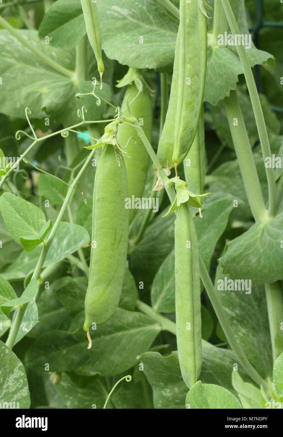 Pisum sativum 'Terrain', eine Vielzahl von Beschuss Erbse, nähert sich Reife im Englischen Garten im Spätsommer (August), UK Stockfoto