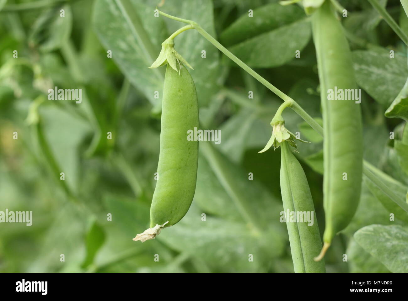 Pisum sativum 'Terrain', eine Vielzahl von Beschuss Erbse, nähert sich Reife im Englischen Garten im Spätsommer (August), UK Stockfoto