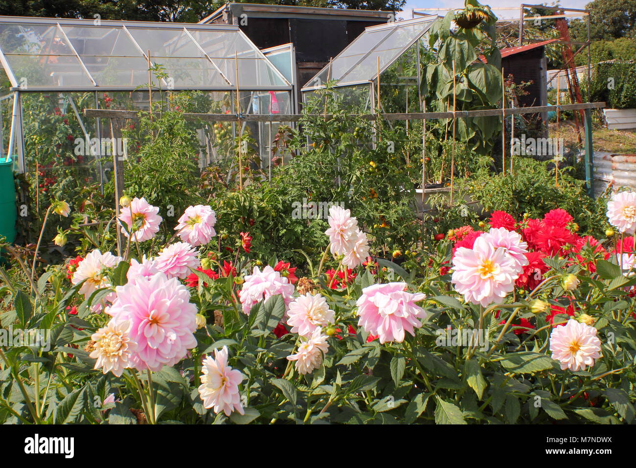 Eine produktive Schrebergarten mit Dahlien und Gewächshäuser schützenden Tomatenpflanzen, Sommer, Großbritannien Stockfoto