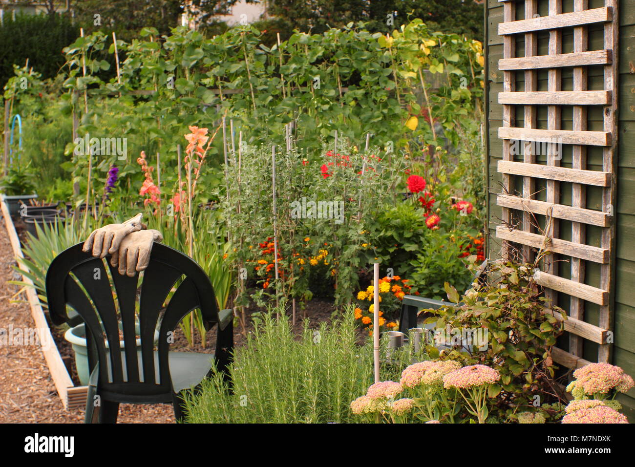 Eine gut gepflegte Zuteilung mit Blumen zum Schneiden und Gemüse, Rotherham, South Yorkshire, Großbritannien Stockfoto