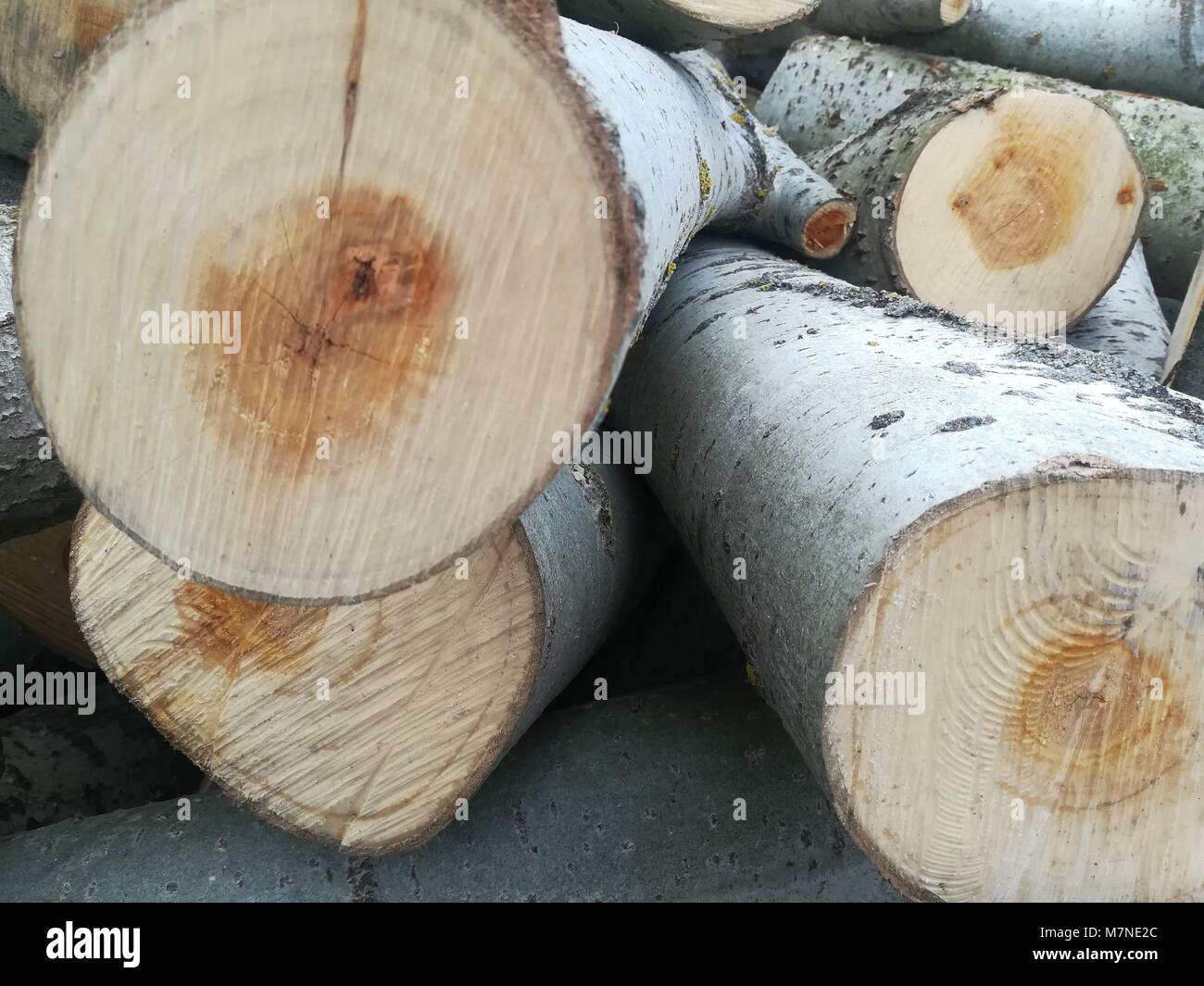 Stamm von geschnittenen Baum Stockfoto