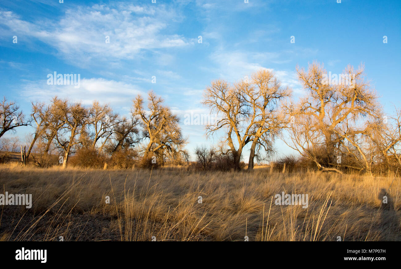 Colorado Landschaft in einem offenen Feld Stockfoto