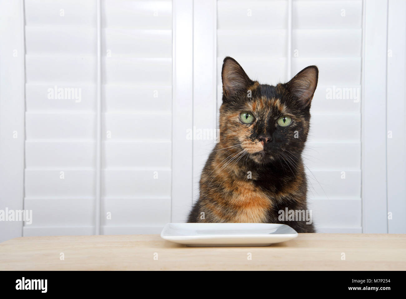 Eine schildpatt Schildpatt Tabby Katze in einem hellen Holz Tisch mit quadratische Platte sitzen, weißen Fensterläden über Fenster im Hintergrund direkt auf VIEWE Stockfoto