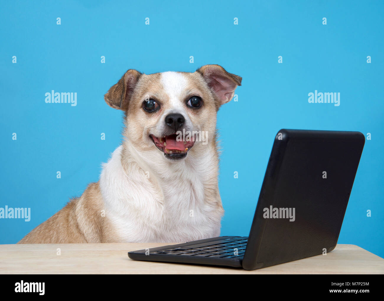 Chubby Chihuahua sitzen an einem Holztisch mit ls Laptop, hellblau hinterlegt. Stockfoto