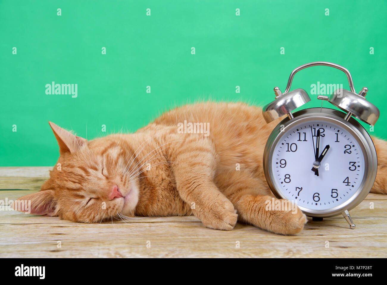 Orange ginger tabby Katze schlafen auf einem Holztisch, grüner Hintergrund neben einem altmodischen Wecker auf 1 Uhr. Die Sommerzeit. Feder Stockfoto