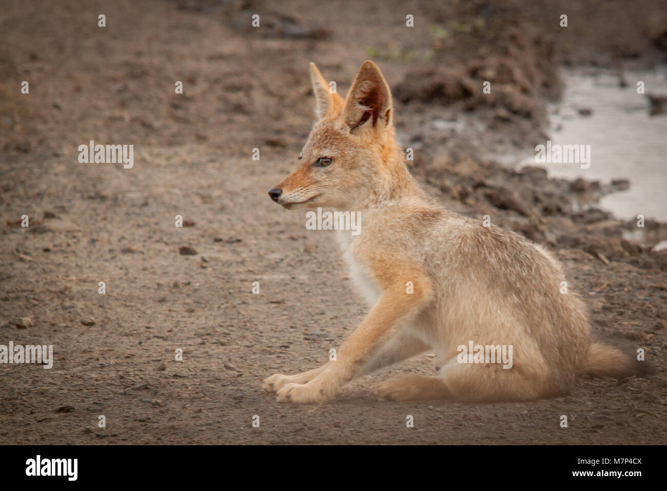 Schwarz unterstützten Jackal Stockfoto