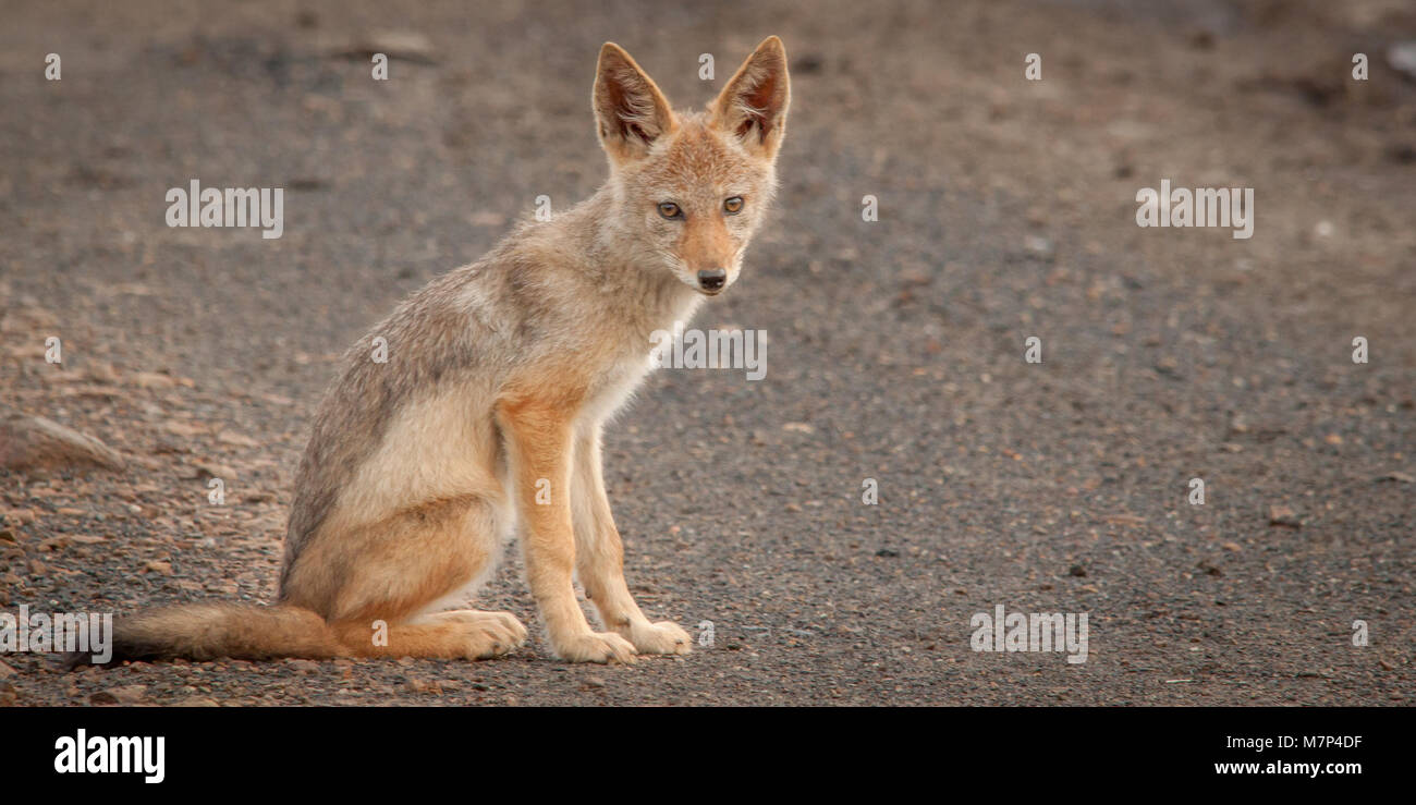 Schwarz unterstützten Jackal Stockfoto