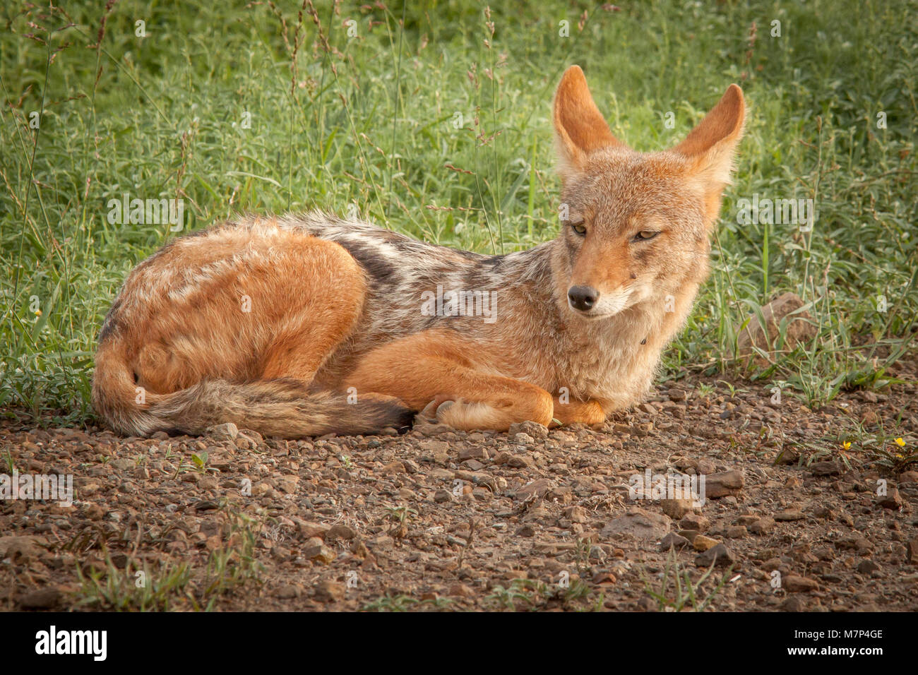 Schwarz unterstützten Jackal Stockfoto