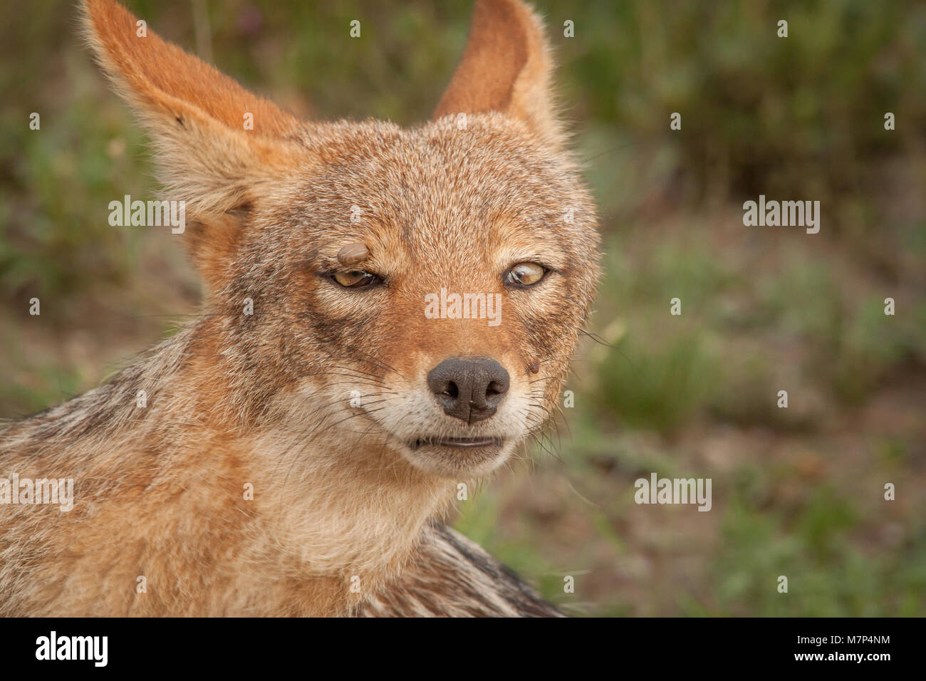 Schwarz unterstützten Jackal Stockfoto