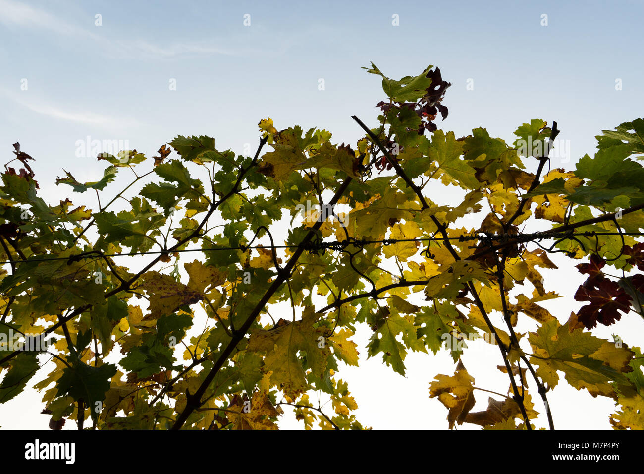 Weinberg in Italien Stockfoto