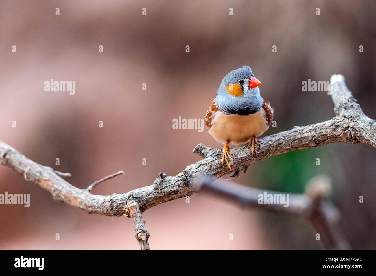 Australischen Edelsteine - Zebra Finch (Taeniopygia guttata) portrait Sammlung Stockfoto