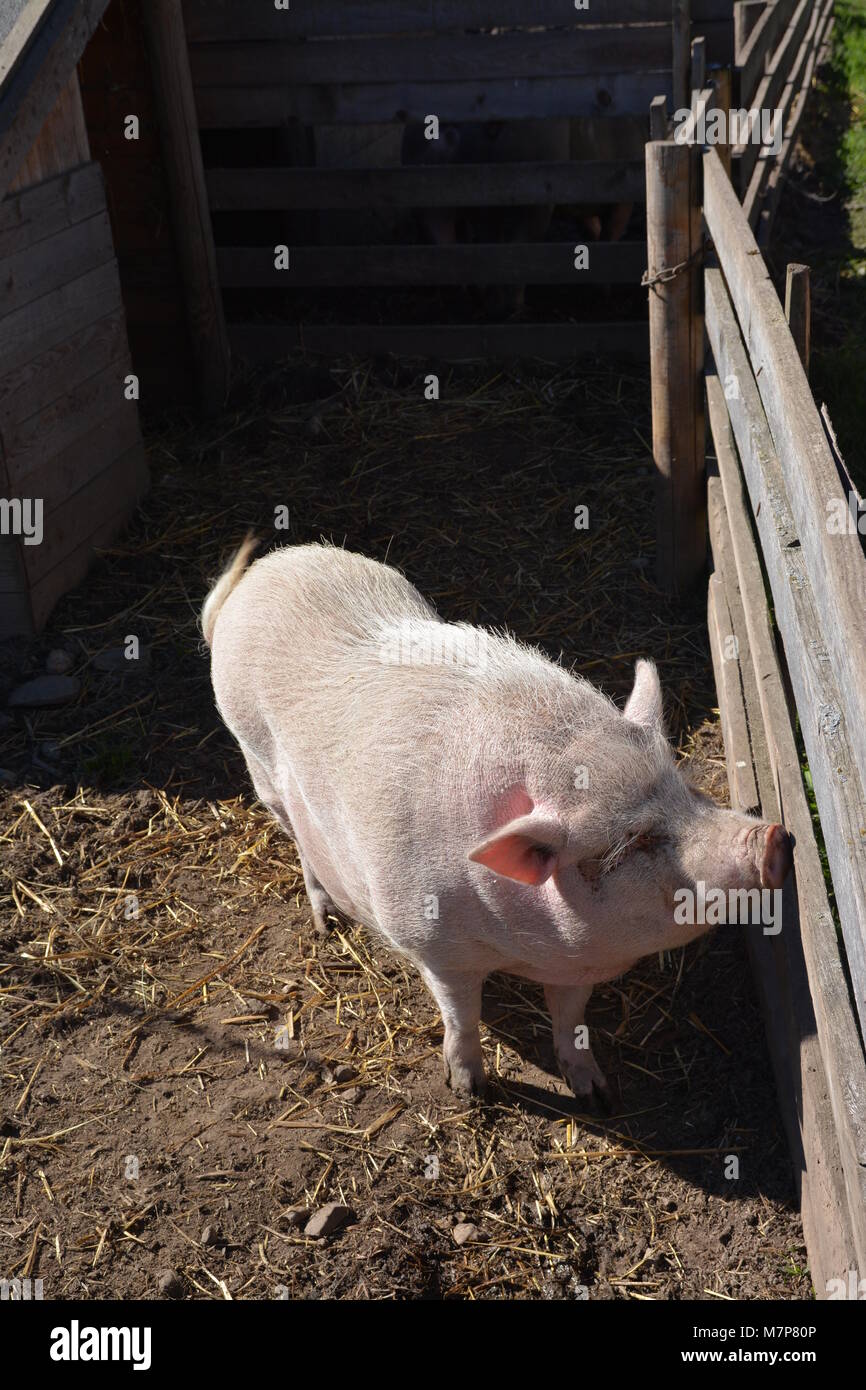 Schwein, Schwein durch den Zaun Sommer suchen Stockfoto