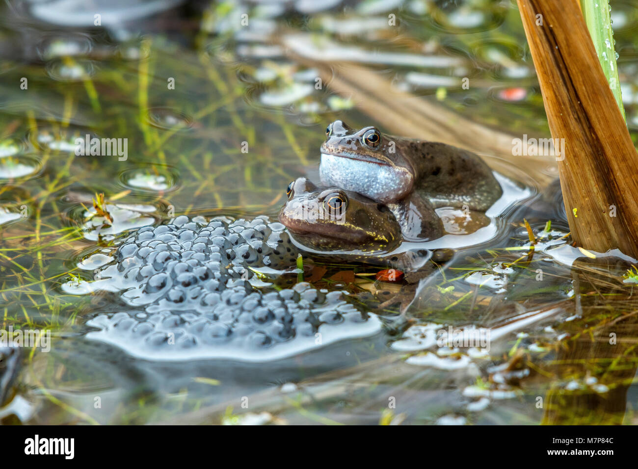 Commons Frösche Paarung in einem Garten Teich produziert Frog spawn Stockfoto