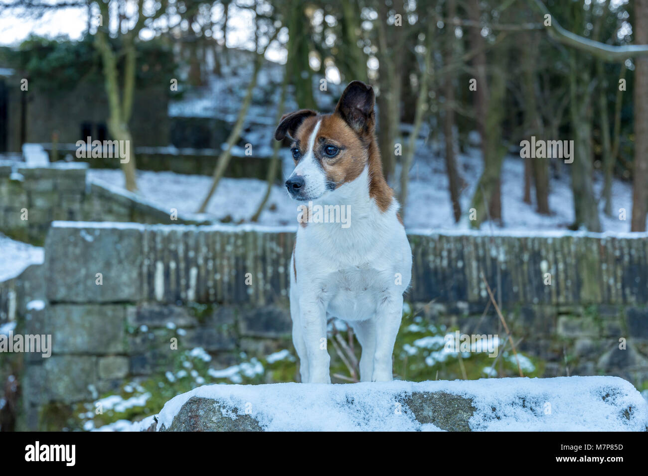 Die Jack Russell Terrier im Schnee einen kleinen Terrier, die ihren Ursprung in der Jagd hat. Stockfoto