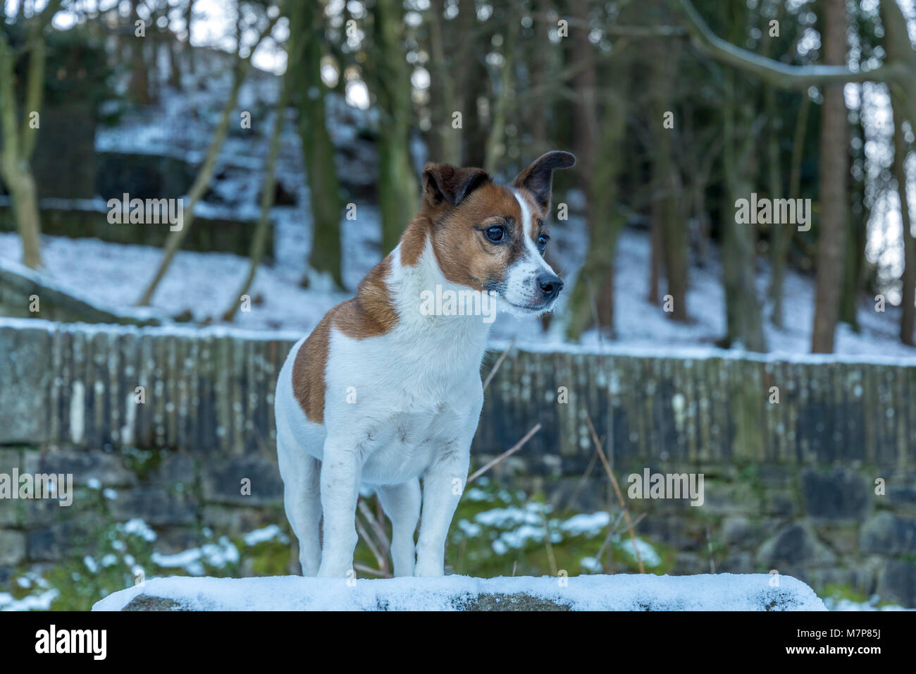 Die Jack Russell Terrier im Schnee einen kleinen Terrier, die ihren Ursprung in der Jagd hat. Stockfoto